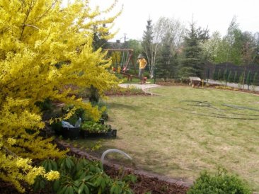 Forsycja - krzew, który kwitnie wczesną wiosną na żółto