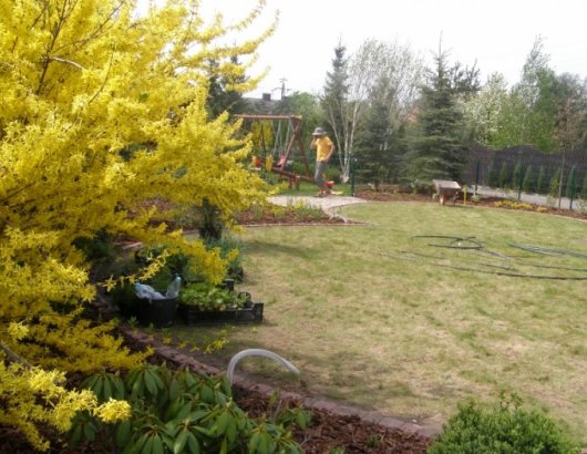 Forsycja - krzew, który kwitnie wczesną wiosną na żółto