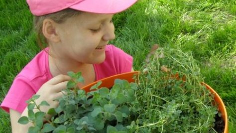 Jak sadzić zioła w donicach - to dziecinnie proste